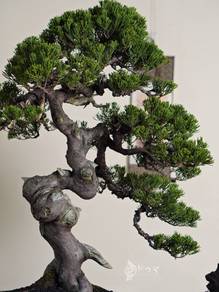 Premium SHOW Grade Bonsai Shimpaku Juniper
