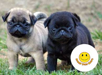 qw3000 PUG 2 months old puppy dog