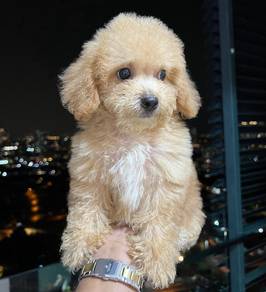 Cute, fluffy & adorable Maltipoo puppies available