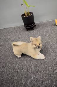 Pomeranian puppy for SALE