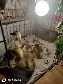 anak itik angsa kelabu