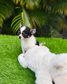 chihuahua