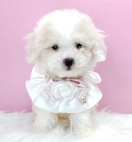 Poodle