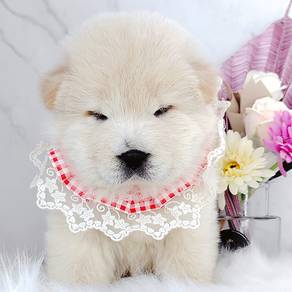 Chow Chow