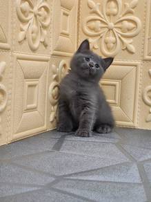 British shorthair male
