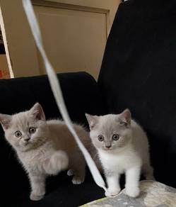Kitten Female BSH for rehome Lokasi Johor Bahru