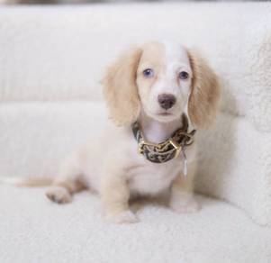 MINIATURE DACHSHUND Puppies VIP66🐻 Male