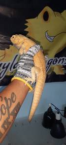Bearded Dragon 