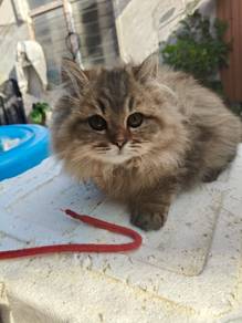 Kucing Long Hair