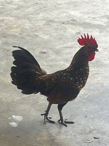 ayam jantan dewasa