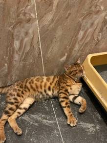 Bengal Pure (URGENT)