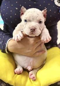 AMERICAN BULLY PUPPIES D130 🐻 Exotic - Pocket