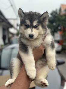 Husky 