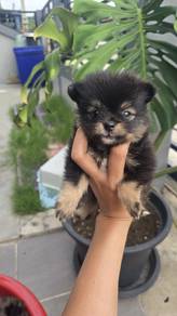 Pomeranian Black&Tan