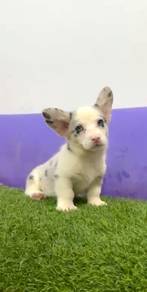 Cardigan corgi female mka microchip