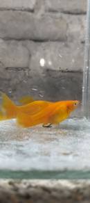 ikan molly kuning 