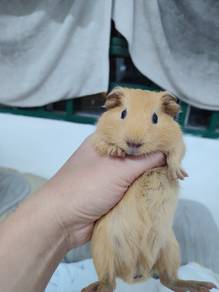 Guinea Pig 250