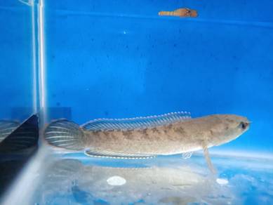 IKAN Channa limbata