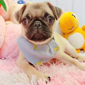 Pug