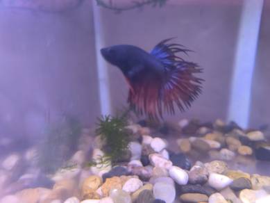 Ikan laga crown tail 