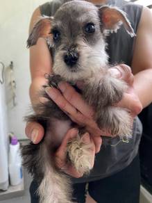 Miniature schnauzer male female puppy