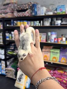 Sugar Glider Mosaic /male 1 month+