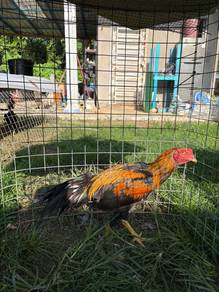 Ayam Ratu Anak Muda