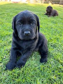 Labrador retriever t