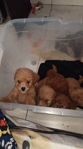 Toy poodle 