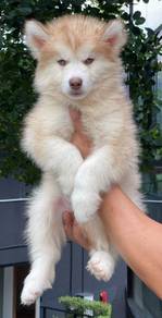 SIBERIAN HUSKY PUPPIES SB29 🌻 Fluffy Coat