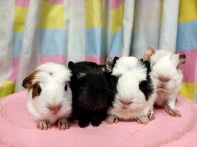 Guinea pig baby