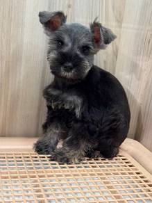 Schnauzer