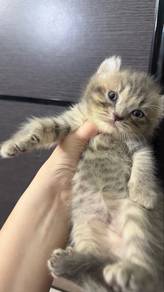 British long hair curl mix BSH