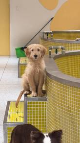 Golden Doodle Puppu