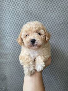 maltipoo available