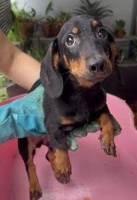 Pure Breed Dachshund Puppy
