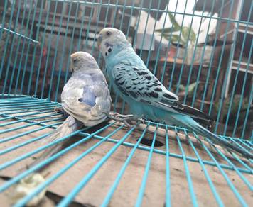 Burung 