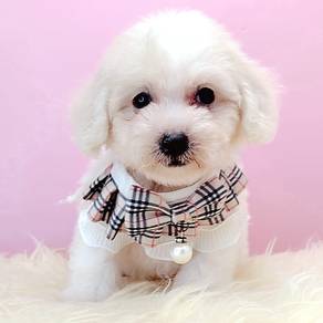 Maltipoo