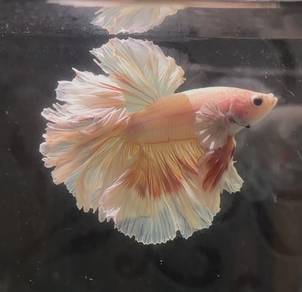 Pink rosetail big ear betta fish