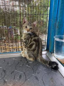 Bengal Untuk Rehome