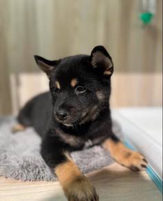 shiba Inu puppy for sale