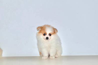 x15 Tiny Pomeranian Puppy