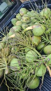 Kelapa Muda Pandan & Mataq