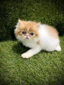 Kittern Persian flatface