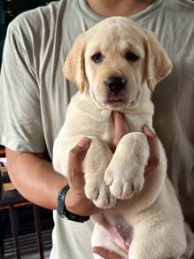 Labrador retriever 