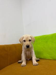 Labrador