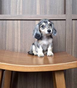 MINIATURE DACHSHUND Puppies 066 🐻 Female Rehome