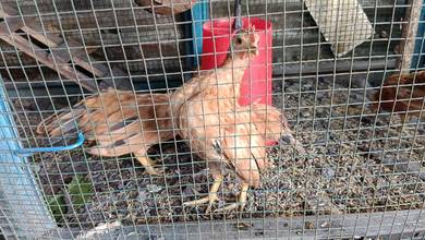 Ayam Serama 