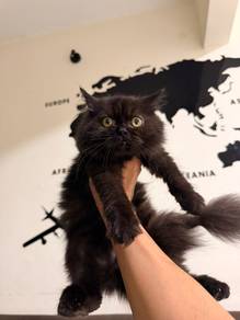 Domestic Long Hair