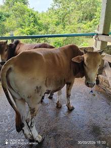 ibadah qurban tahun 2026 